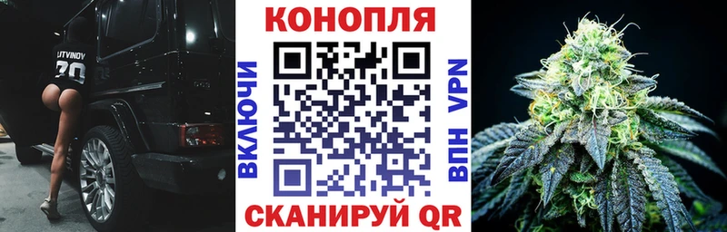 Конопля планчик Кинель